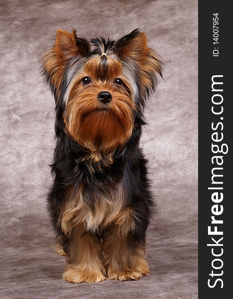 Puppy of the Yorkshire Terrier