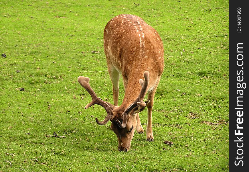 On the green grass is waist fallow-deer.