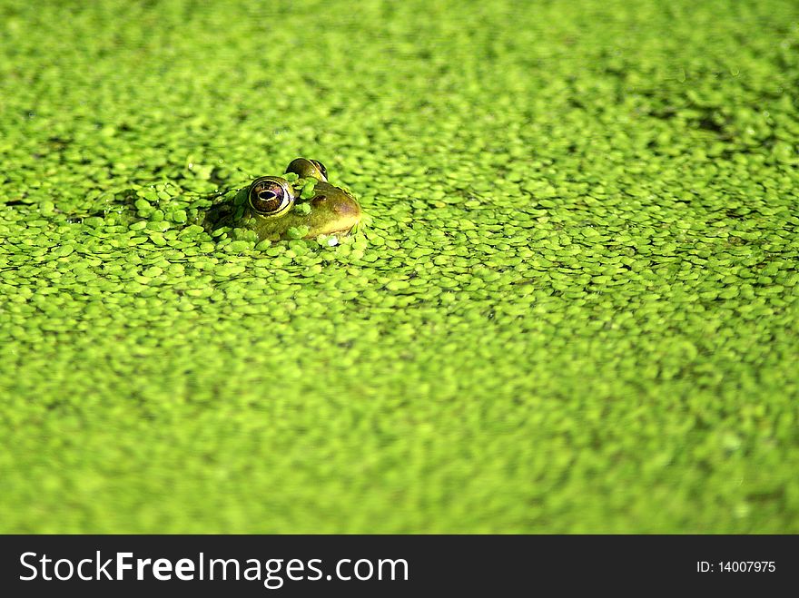 A frogs head sticking out of a pond with green plants. A frogs head sticking out of a pond with green plants.