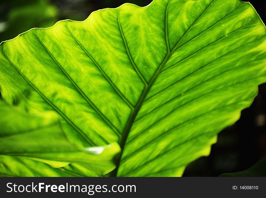 Lush green tropical leaves with sunlight shinning through them. Lush green tropical leaves with sunlight shinning through them.