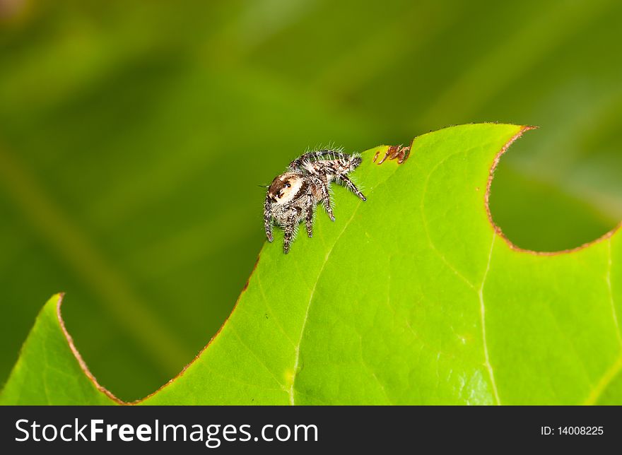 A Wavy Pattern Leaf with Spider. A Wavy Pattern Leaf with Spider