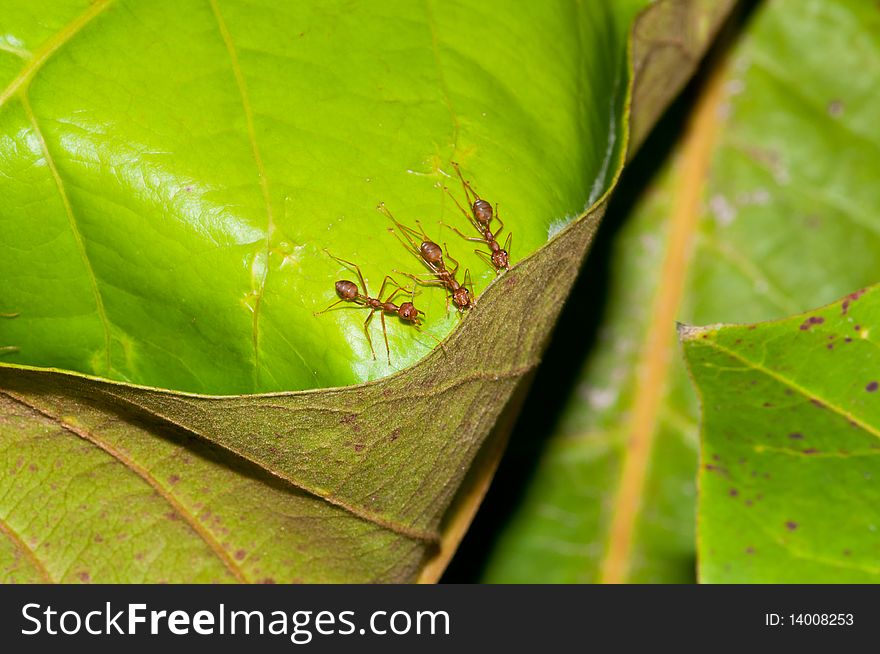 A Synergy of Ants Repairing Its Nest. A Synergy of Ants Repairing Its Nest