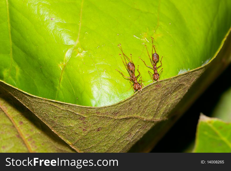 A Synergy of Ants Repairing Its Nest. A Synergy of Ants Repairing Its Nest