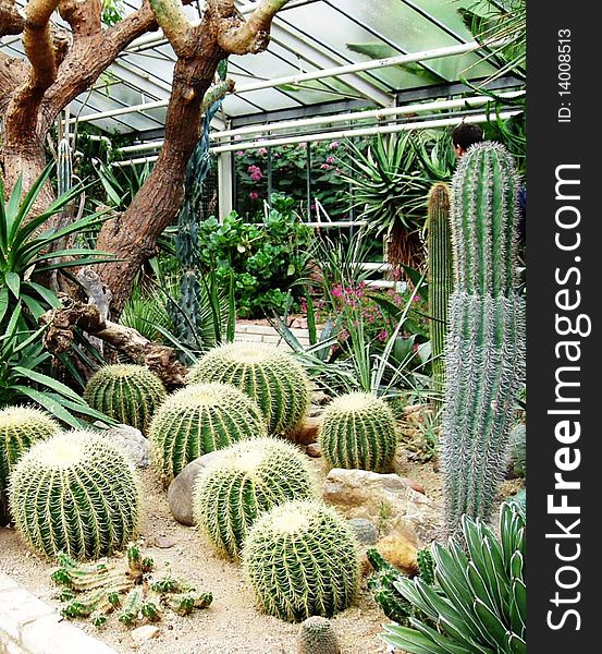 Cactus in the garden,has many burs, tropical plants. Cactus in the garden,has many burs, tropical plants