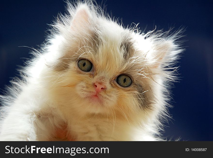 Close up of persian kitten with blue background. Close up of persian kitten with blue background