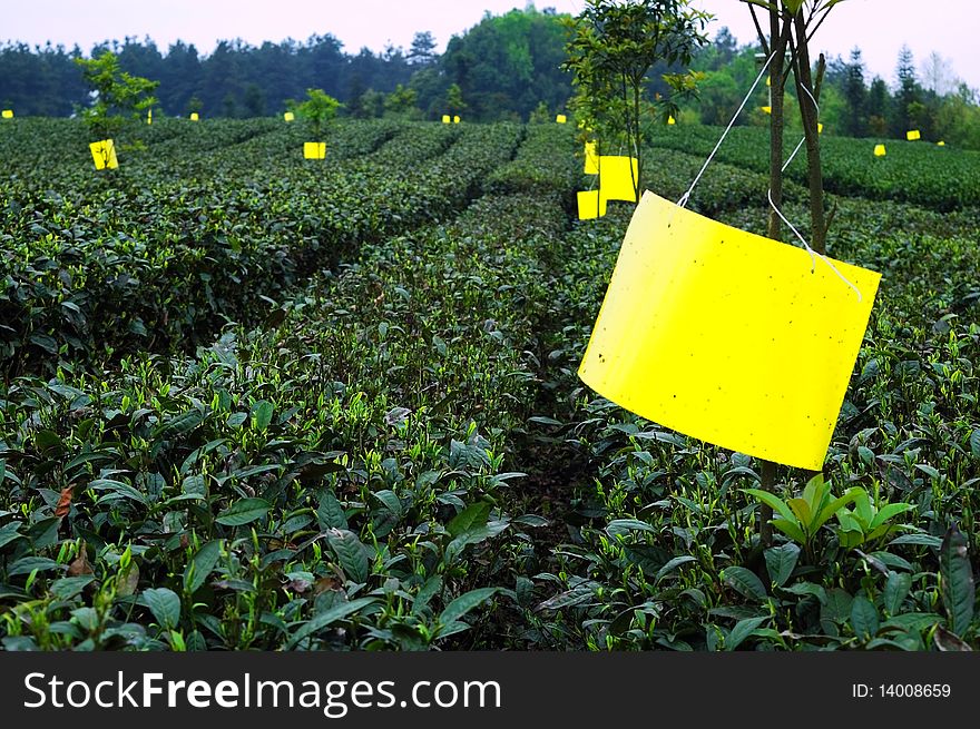 China's favorite drink is green tea, spring tea producing the best taste.The use of stickers to prevent pest insects in the garden