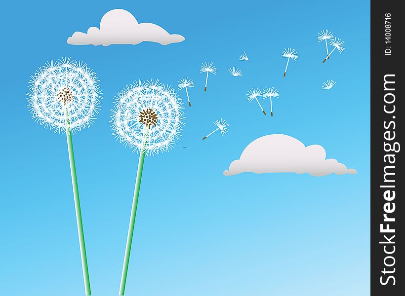 Two dandelions grow on a blue background
