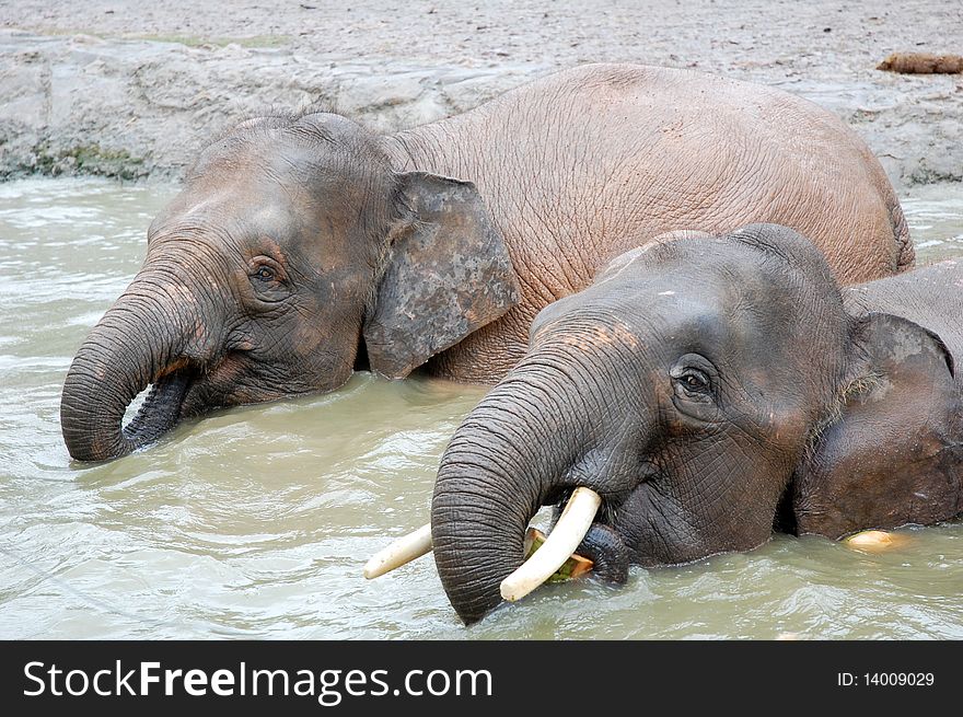 Two elephant eat a coconut at the pond