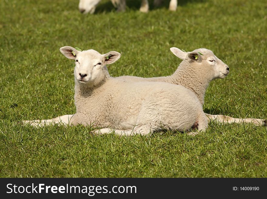 Farm animals: Two little lambs laying in the grass one of them looking at you