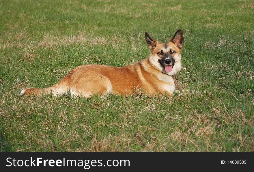 Red-haired Dog On The Grass