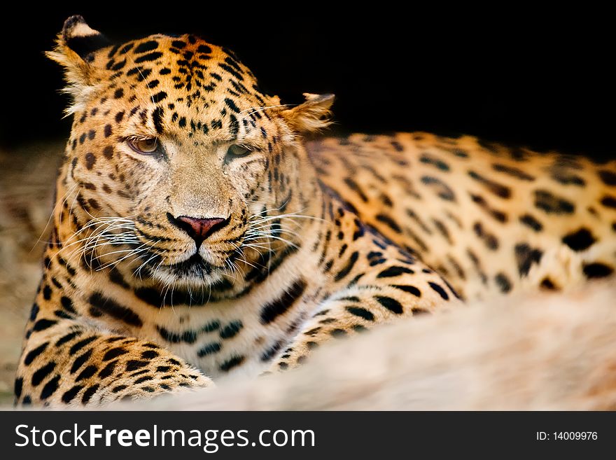 Sad leopard resting at the ground