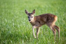 Young Wild Roe Deer In Grass, Capreolus Capreolus. Stock Photo