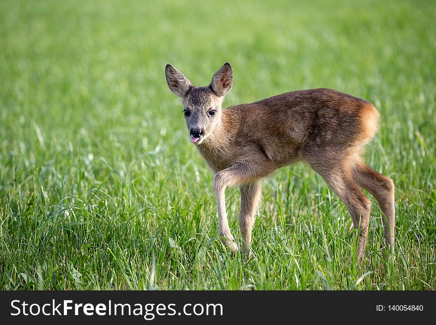 Young wild roe deer in grass, Capreolus capreolus.