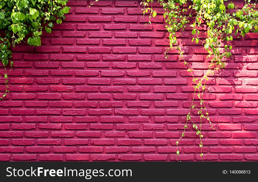 Real red brick wall pattern and a vine climb on