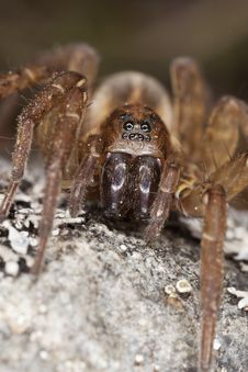 Hunting Spider On Rock. Royalty Free Stock Image Hunting Spider On Rock. Royalty Free Stock Image