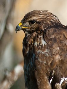 Buzzard Royalty Free Stock Images