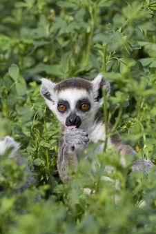 Ring-tailed Lemur Stock Image