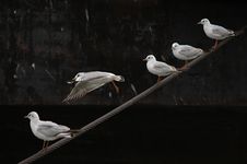 River Gulls Royalty Free Stock Image