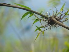 Bamboo Branch Stock Photography Bamboo Branch Stock Photography