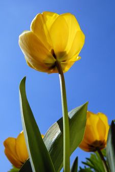Yellow Tulip Against Blue Sky Royalty Free Stock Image Yellow Tulip Against Blue Sky Royalty Free Stock Image