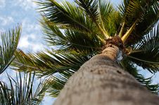 Sunny Palm Tree Royalty Free Stock Photo Sunny Palm Tree Royalty Free Stock Photo