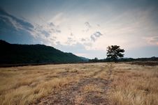 Landscape Lonely Tree In The Field Mountain Stock Photo