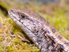 Alligator Lizard Stock Image Alligator Lizard Stock Image