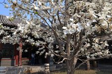 Summer Palace Magnolia Royalty Free Stock Photo Summer Palace Magnolia Royalty Free Stock Photo
