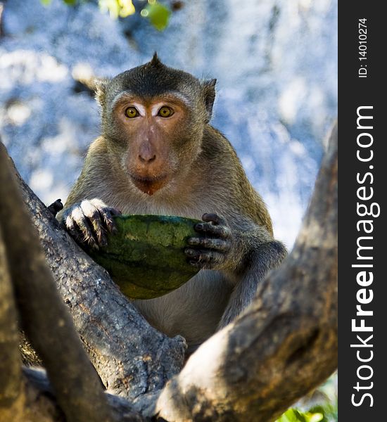 Monkey eating a watermelon in Khao Sam Roi Yod National Park, Prachuab Kiri Khun Province, Thailand. Monkey eating a watermelon in Khao Sam Roi Yod National Park, Prachuab Kiri Khun Province, Thailand