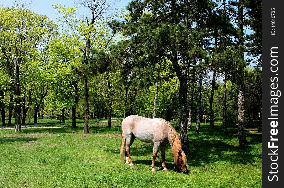 Horse browse on grass in park. Horse browse on grass in park