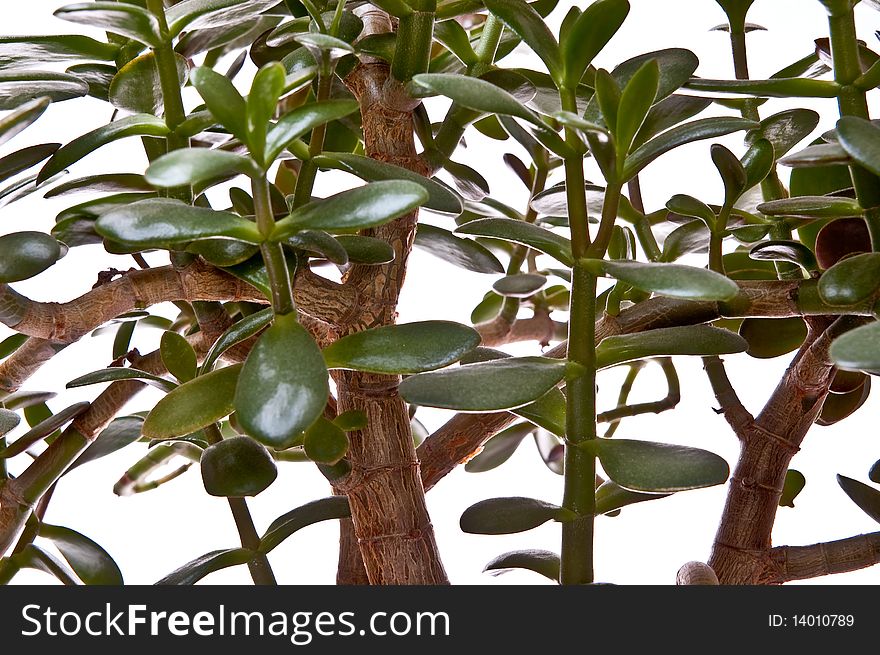 Green leaves isolated on white background