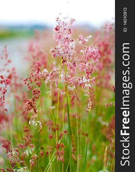 Beautiful flowers of Natal grass