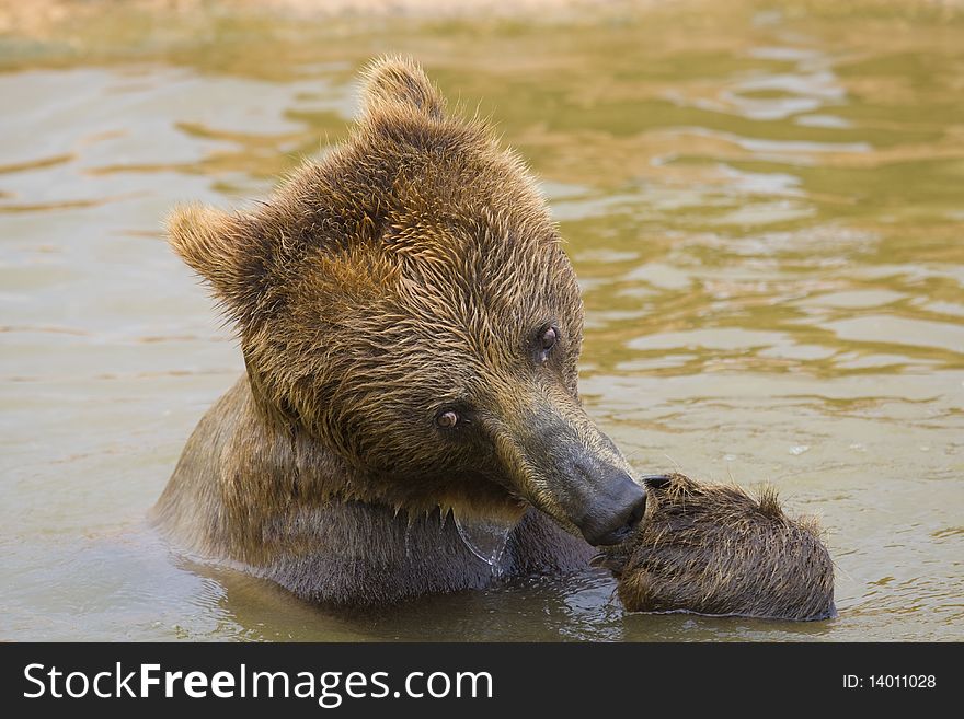 Brown Bear Eating Grapes In the Water. Brown Bear Eating Grapes In the Water