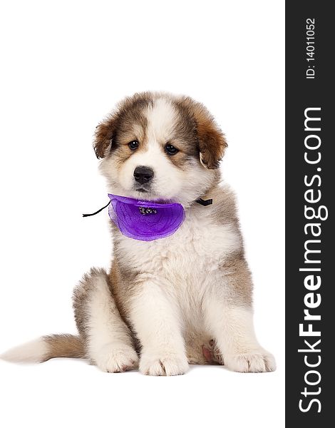 A very cute furry bucovinean shepard puppy over white, wearing a purple neck bow. A very cute furry bucovinean shepard puppy over white, wearing a purple neck bow