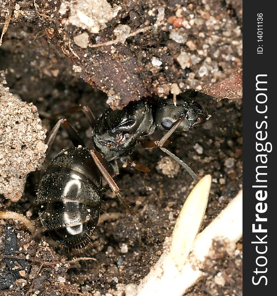 Black ant queen. Extreme close-up.