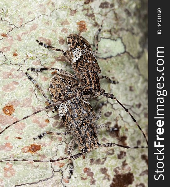 White-clouded longhorn beetle (Mesosa nebulosa) mating. Macro photo.