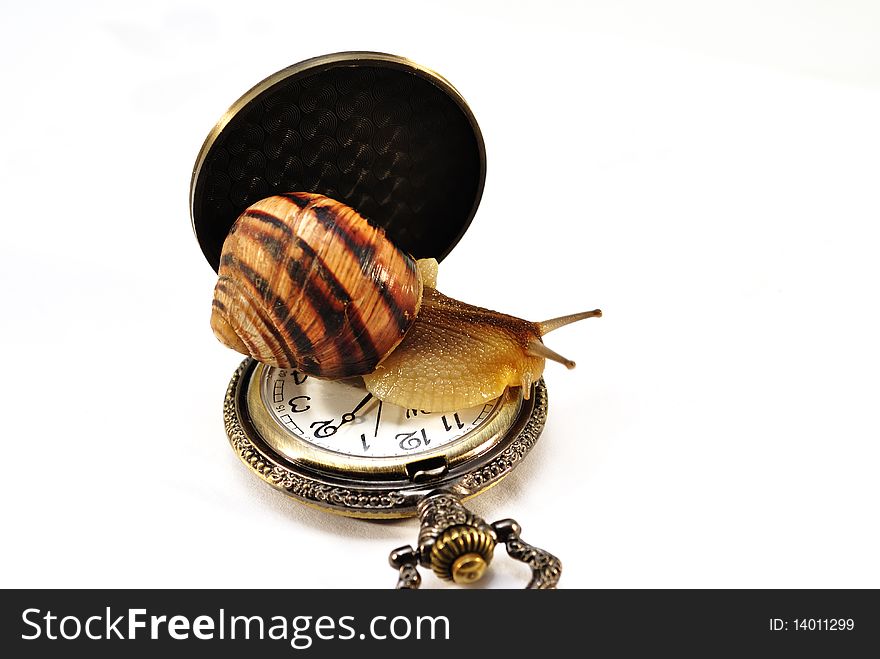 Image of a large snail on the clock isolated on a white background
