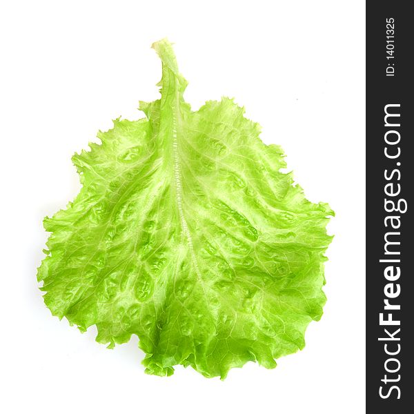 Fresh lettuce leaf isolated on a white background