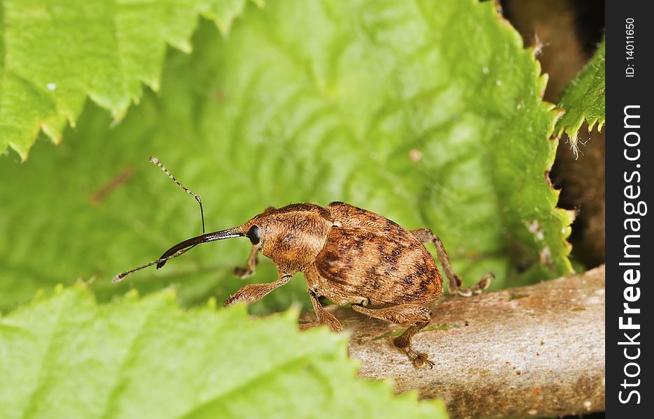 Hazelnut weevil (Curculia nucum)