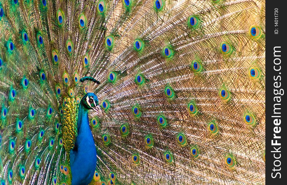 A peacock with tail extended
