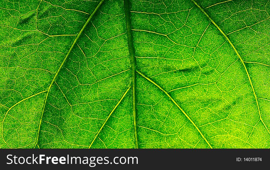 The leaf close up. Abstract background.