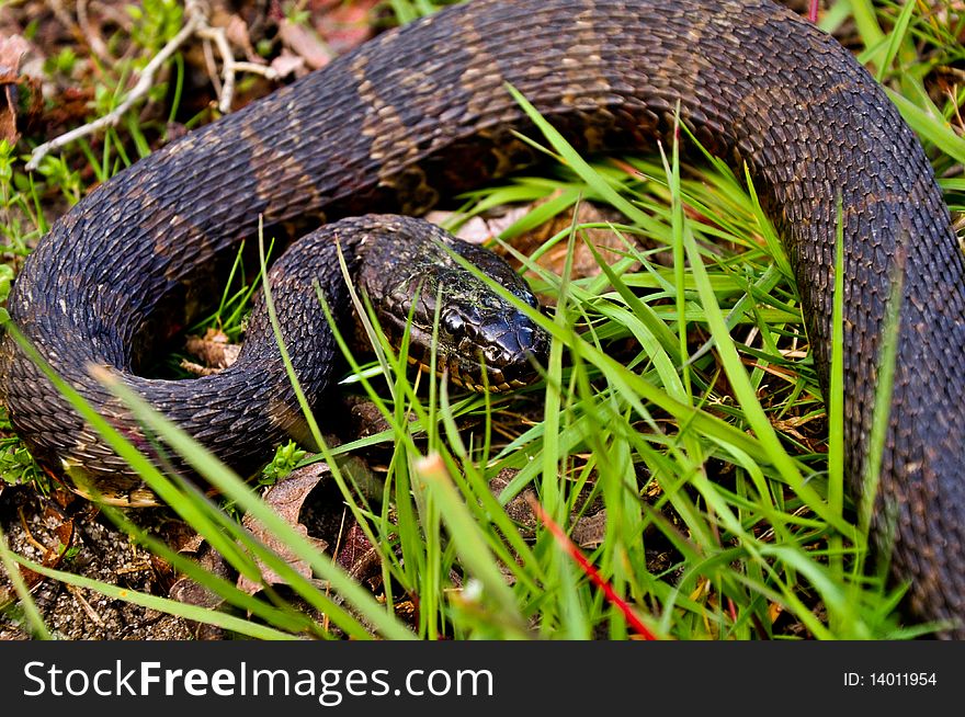 Nerodia sipedon, The Northern Water Snake, In Situ