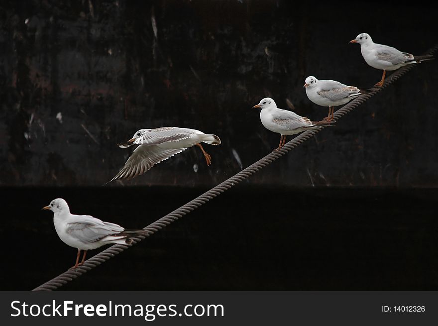 River gulls