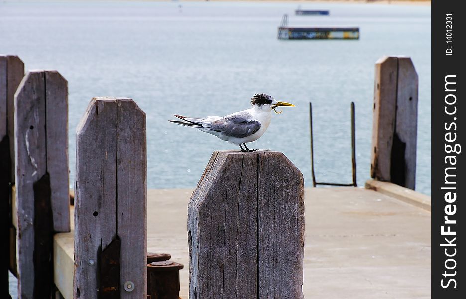 Sea gull sitting on the pier