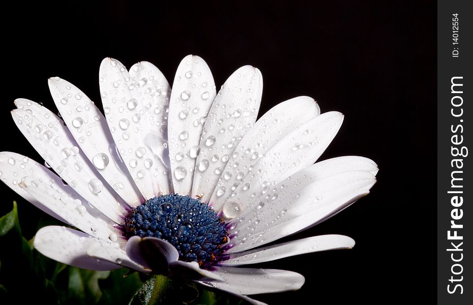 White spanish marguerite on black background with water drops.