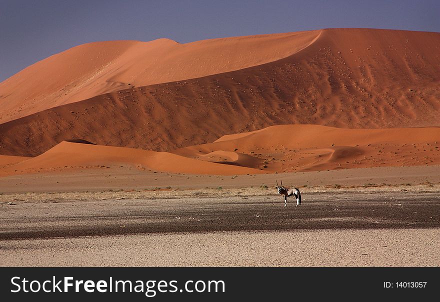 Red dune in Namibia, Africa