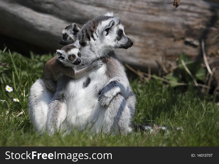 Ring-tailed lemur with two juveniles