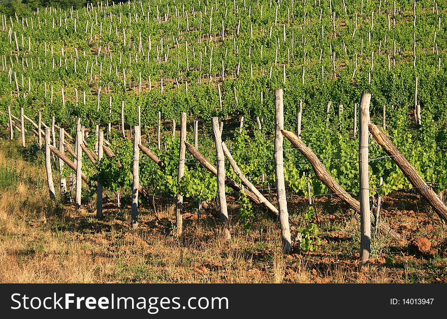 Vines lit up by the spring sun. Vines lit up by the spring sun