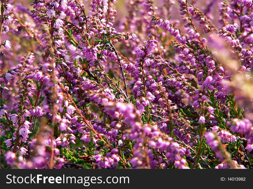 Mountain meadow covered with clusters of flowers