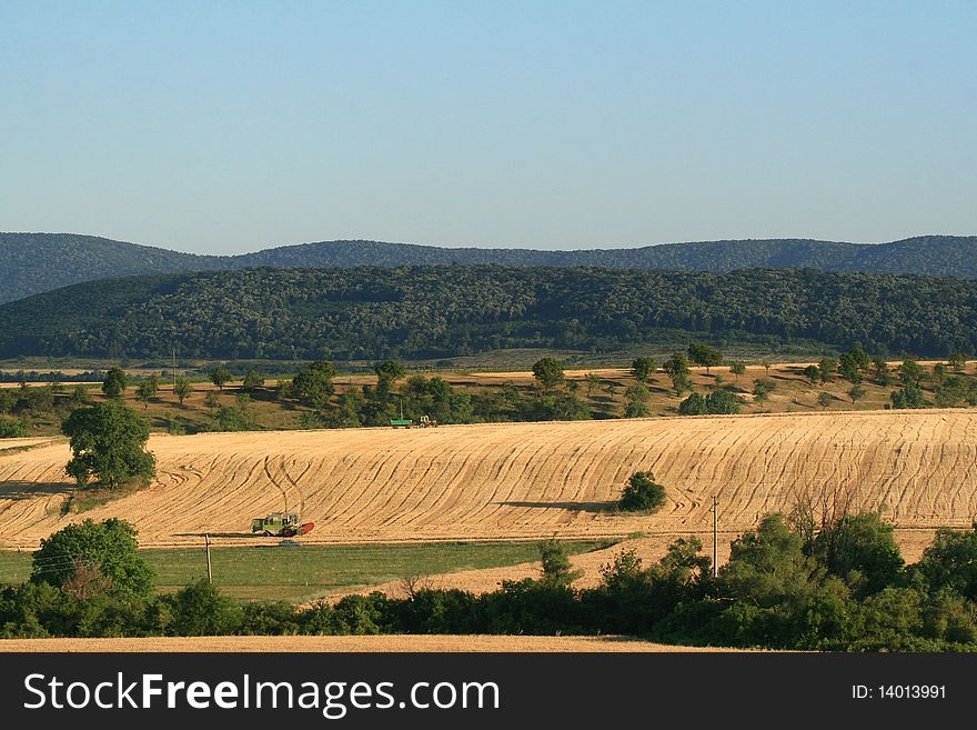 Combine harvesters of wheat harvested in summer. Combine harvesters of wheat harvested in summer